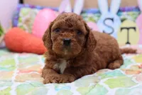 Roy 3, a male Cavapoo for sale in Berryville, AR – Photo 6 of 6