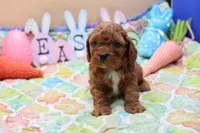 Roy 3, a male Cavapoo for sale in Berryville, AR – Photo 3 of 6