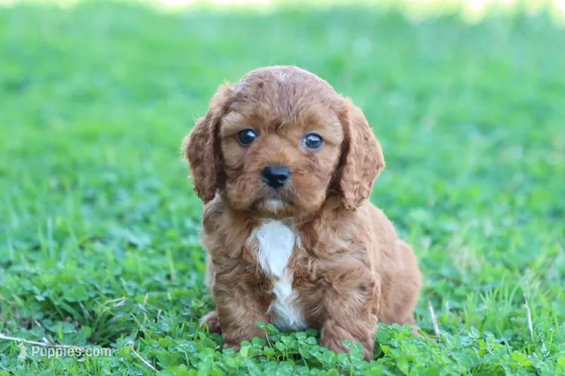Roy 3 – Cavapoo puppy for sale in Berryville, AR