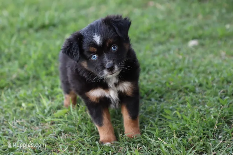 Clementine Bt Blue Eyes – Miniature Australian Shepherd puppy for sale in Berryville, AR
