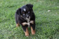 Clementine Bt Blue Eyes, a female Miniature Australian Shepherd for sale in Berryville, AR – 1 of 9