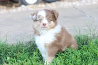 Red merle Cleo , a female Miniature Australian Shepherd for sale in Berryville, AR – 7 of 10