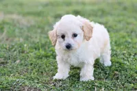 Patty 3 female, a female Poodle - Toy  for sale in Berryville, AR – Photo 8 of 8