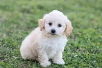 Patty 3 female, a female Poodle - Toy  for sale in Berryville, AR – Photo 4 of 8