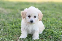 Patty 3 female, a female Poodle - Toy  for sale in Berryville, AR – Photo 5 of 8