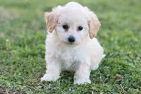 Patty 3 female, a female Poodle - Toy  for sale in Berryville, AR – Photo 7 of 8