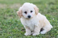 Patty 3 female, a female Poodle - Toy  for sale in Berryville, AR – Photo 1 of 8