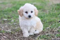 Patty 3 female, a female Poodle - Toy  for sale in Berryville, AR – Photo 2 of 8