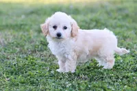 Patty 3 female, a female Poodle - Toy  for sale in Berryville, AR – Photo 3 of 8