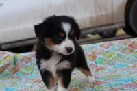 Sandy BTF2, a female Miniature Australian Shepherd for sale in Berryville, AR – Photo 2 of 7