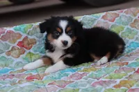 Sandy BTF2, a female Miniature Australian Shepherd for sale in Berryville, AR – Photo 3 of 7