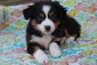 Sandy BTF2, a female Miniature Australian Shepherd for sale in Berryville, AR – Photo 5 of 7