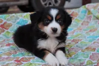 Sandy BTF2, a female Miniature Australian Shepherd for sale in Berryville, AR – Photo 4 of 7
