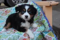 Sandy BTF2, a female Miniature Australian Shepherd for sale in Berryville, AR – Photo 6 of 7