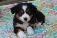 Sandy BTF2, a female Miniature Australian Shepherd for sale in Berryville, AR – Photo 1 of 7