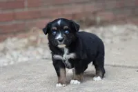 Clementine Black Tri , a female Miniature Australian Shepherd for sale in Berryville, AR – 6 of 7