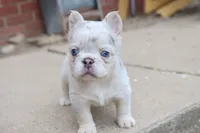 Stella, a female French Bulldog for sale in Berryville, AR – 2 of 7