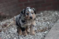 Clem blue merle, a male Miniature Australian Shepherd for sale in Berryville, AR – 2 of 7