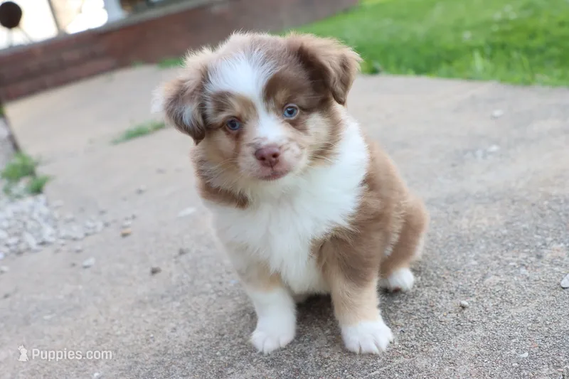 Red merle Cleo  – Miniature Australian Shepherd puppy for sale in Berryville, AR
