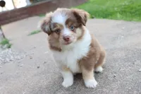 Red merle Cleo , a female Miniature Australian Shepherd for sale in Berryville, AR – 1 of 10