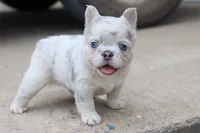 Stella, a female French Bulldog for sale in Berryville, AR – 5 of 7