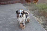 Clementine blue merle , a female Miniature Australian Shepherd for sale in Berryville, AR – 7 of 8