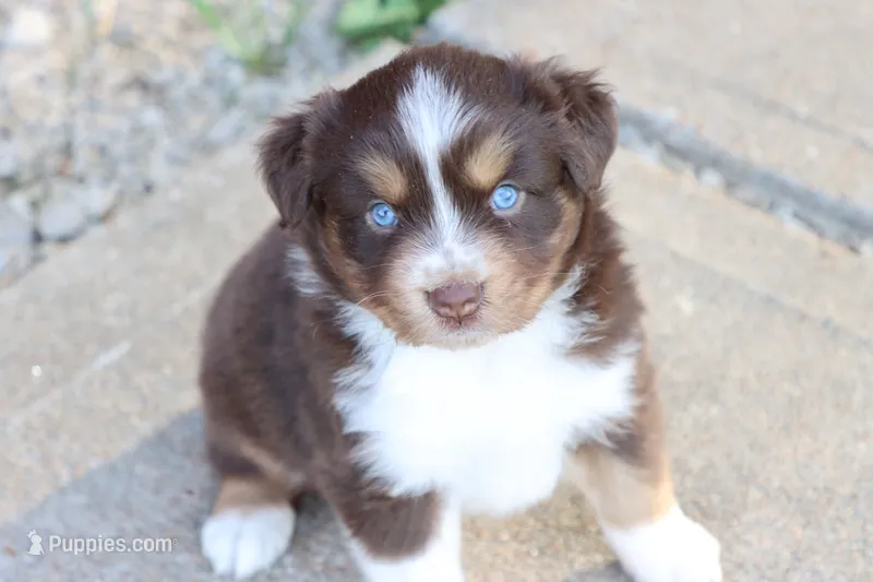 Sarah – Miniature Australian Shepherd puppy for sale in Berryville, AR