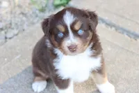 Sarah, a female Miniature Australian Shepherd for sale in Berryville, AR – 1 of 8