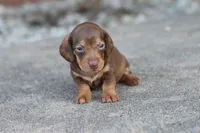 Sammy short hair chocolate & tan, a male Miniature Dachshund for sale in Berryville, AR – 6 of 7
