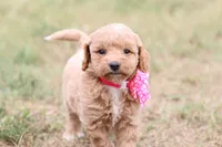 Gracie pink, a female Miniature Goldendoodle for sale in Berryville, AR – 7 of 9