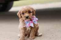 Gracie , a female Miniature Goldendoodle for sale in Berryville, AR – 6 of 9