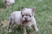Stacy, a female French Bulldog for sale in Berryville, AR – 1 of 8