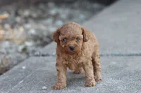 Petunia , a female Poodle - Toy  for sale in Berryville, AR – 1 of 6