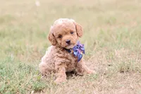 Gracie bleu, a female Miniature Goldendoodle for sale in Berryville, AR – 6 of 8