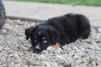 Clementine Black Tri , a female Miniature Australian Shepherd for sale in Berryville, AR – 5 of 7