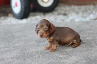 Sammy short hair chocolate & tan, a male Miniature Dachshund for sale in Berryville, AR – 3 of 7