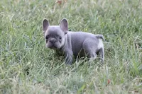 Lilac & tan male small, a male French Bulldog for sale in Berryville, AR – 7 of 7