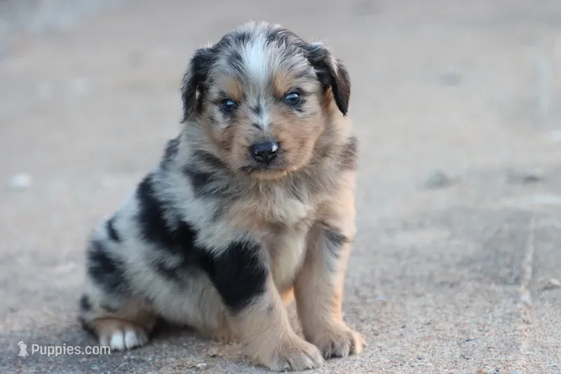 Clem blue merle – Miniature Australian Shepherd puppy for sale in Berryville, AR