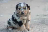 Clem blue merle, a male Miniature Australian Shepherd for sale in Berryville, AR – 1 of 7