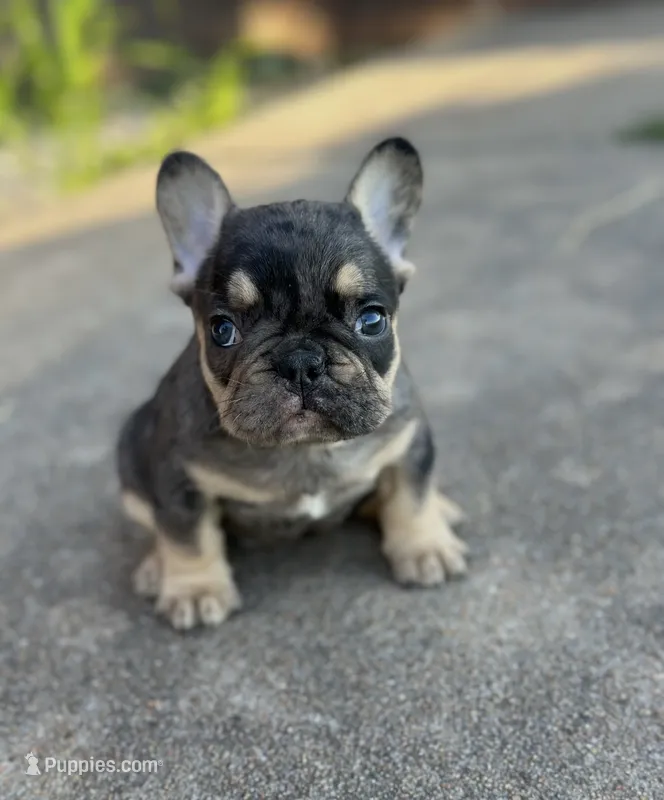 Debbie blue merle & tan – French Bulldog puppy for sale in Berryville, AR