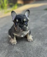 Debbie blue merle & tan, a female French Bulldog for sale in Berryville, AR – 1 of 7