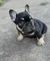 Debrah black & tan , a female French Bulldog for sale in Berryville, AR – 6 of 9