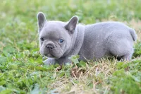 Ned blue, a male French Bulldog for sale in Berryville, AR – Photo 7 of 8