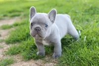 Ned blue, a male French Bulldog for sale in Berryville, AR – Photo 4 of 8