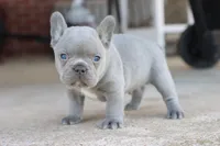 Ned blue, a male French Bulldog for sale in Berryville, AR – Photo 3 of 8