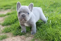Ned blue, a male French Bulldog for sale in Berryville, AR – Photo 5 of 8