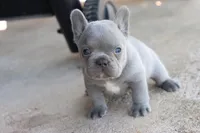 Ned blue, a male French Bulldog for sale in Berryville, AR – Photo 2 of 8