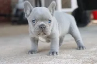 Ned blue, a male French Bulldog for sale in Berryville, AR – Photo 1 of 8