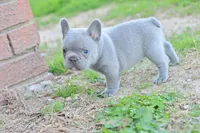Ned blue, a male French Bulldog for sale in Berryville, AR – Photo 8 of 8