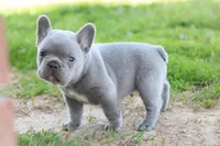 Ned blue, a male French Bulldog for sale in Berryville, AR – Photo 6 of 8